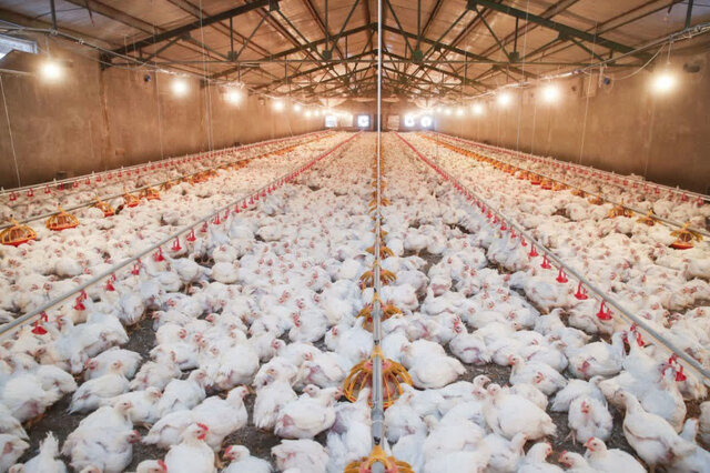 صدور بالغ بر ۱۰۸ هزار مجوزهای پرورش مرغ گوشتی و مادر در مازندران