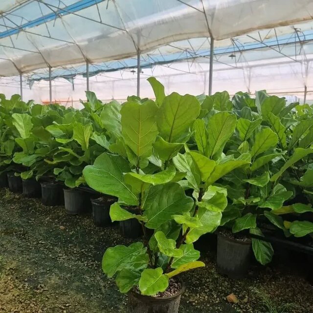 اقتصاد سبز «وازیک» زیر فشار تورم/ گرانی نفس گلخانه‌ها را گرفت