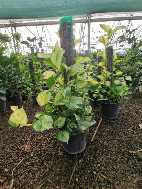 اقتصاد سبز «وازیک» زیر فشار تورم/ گرانی نفس گلخانهها را گرفت