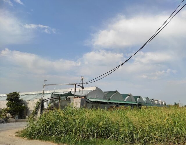 اقتصاد سبز «وازیک» زیر فشار تورم/ گرانی نفس گلخانه‌ها را گرفت