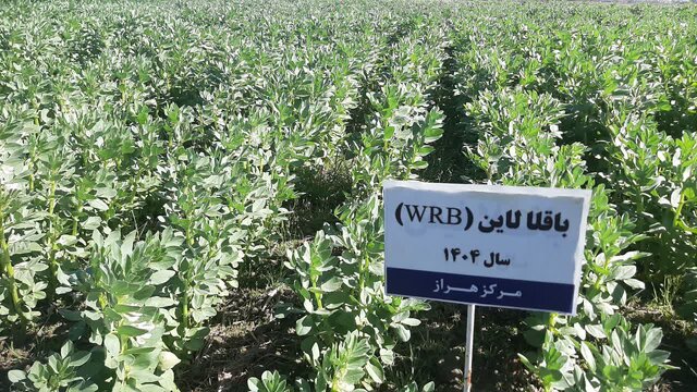 توسعه کشت علوفه در شالیزارهای مازندران با هدف تقویت امنیت غذایی دام