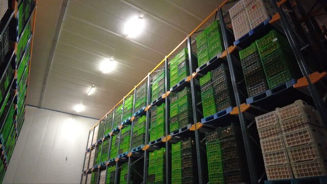 از مزرعه تا مرز؛ پایان خام‌فروشی با کشاورزی قراردادی و حذف واسطه‌ها