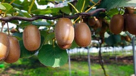 صادرات ۱۴ هزار و ۵۰۰ تن کیوی از عباس‌آباد به خارج از کشور