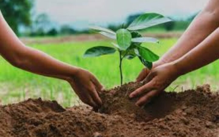 "سرو ایرانی"، نهالی به بلندای استکبارستیزی
