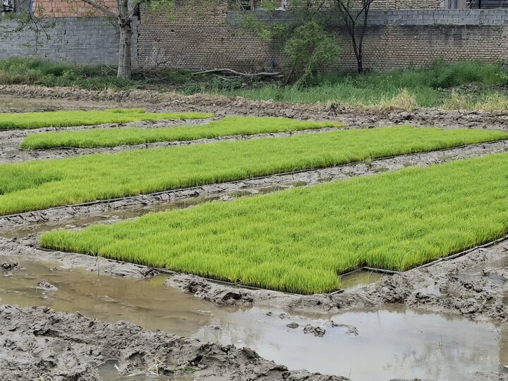 برگزاری آیین رسمی نشاکاری مکانیزه برنج در میاندرود/ پیشبینی برداشت ۷۵۰ هزار تنی برنج سفید