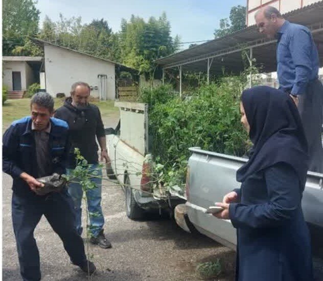 اجرای طرح پایداری تولید در دیمزارهای نوشهر با محوریت کشت گیاهان دارویی