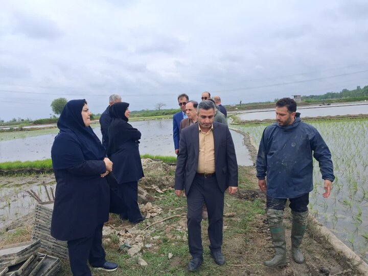 فرماندار : ۸۶ درصد شالیزارهای محمودآباد مکانیزه نشاءکاری میشوند