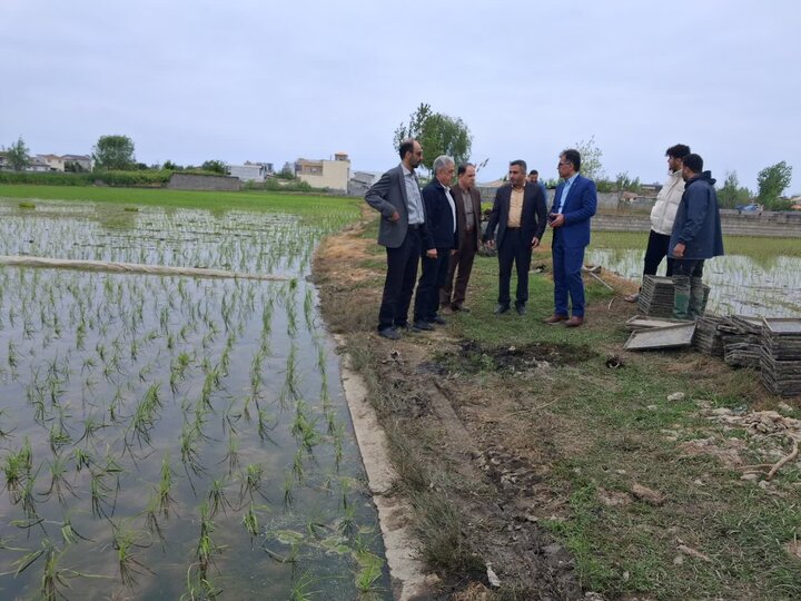 فرماندار: ۸۶ درصد شالیزارهای محمودآباد مکانیزه نشاءکاری می‌شوند