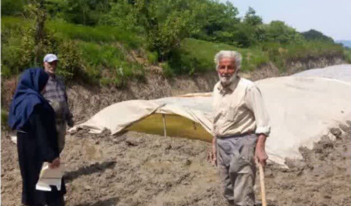 کشت مکانیزه برنج با حمابت بنیاد برکت در سوادکوه