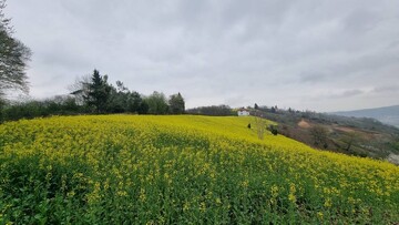 آسمان مازندران در نوسان؛ از بارندگی و باد تا صاف شدن هوا و افزایش دما