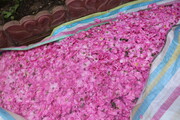 برگزاری جشنواره‌های «گل محمدی و بهارنارنج» در روستای الله رودبار/جشنی برای طبیعت و اقتصاد