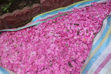 برگزاری جشنواره‌های «گل محمدی و بهارنارنج» در روستای الله رودبار/جشنی برای طبیعت و اقتصاد