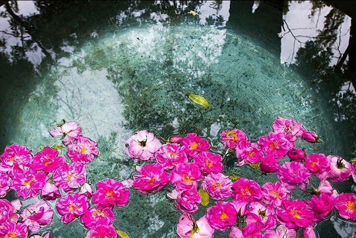 آغاز برداشت گلمحمدی از ۲۲ هکتار مزارع در سوادکوه/ تأکید بر توسعه کشت پایدار و اشتغالزایی