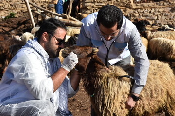 کاهش ۲۸ درصدی بیماری‌های دامی در مازندران