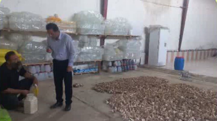 سیر «اتو» سوادکوه؛ ظرفیتی طلایی برای اشتغال و ارزشافزوده در انتظار حمایت و بازار پایدار