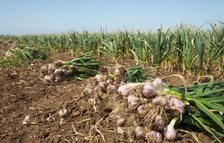 سیر «اتو» سوادکوه؛ ظرفیتی طلایی برای اشتغال و ارزش‌افزوده در انتظار حمایت و بازار پایدار