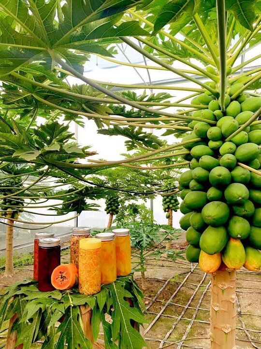 کارآفرین بابلی موفق به تولید «پاپایا» میوه استوایی در مازندران شد