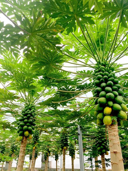 کارآفرین بابلی موفق به تولید «پاپایا» میوه استوایی در مازندران شد