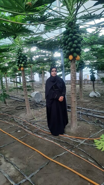 کارآفرین بابلی موفق به تولید «پاپایا» میوه استوایی در مازندران شد