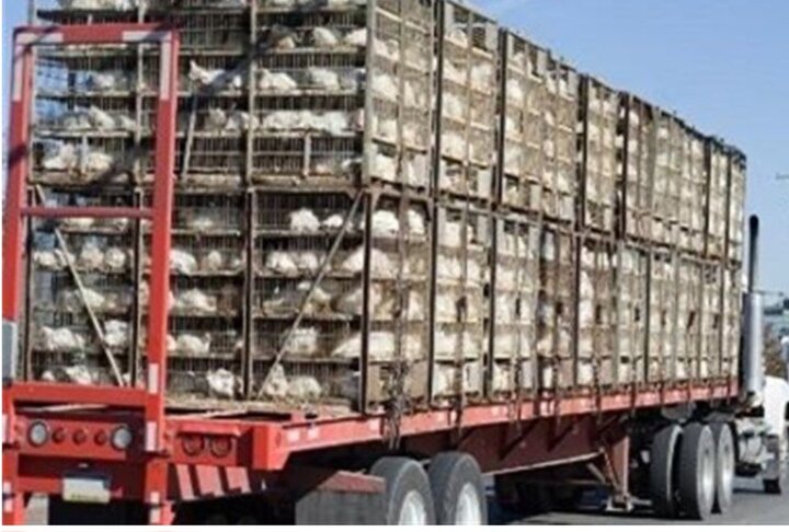 توقیف ۳ کامیون حامل مرغ زنده بدون مجوز در آمل