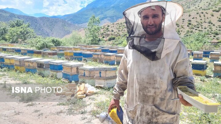 از عسل تا ملکههای اصلاحی؛ حکایت برادرانی که زنبورداری را در مازندران چندبعدی کردند