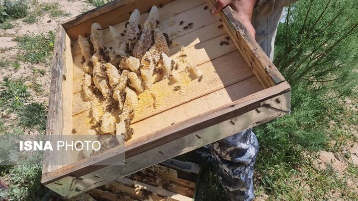 از عسل تا ملکه‌های اصلاحی؛ حکایت برادرانی که زنبورداری را در مازندران چندبعدی کردند