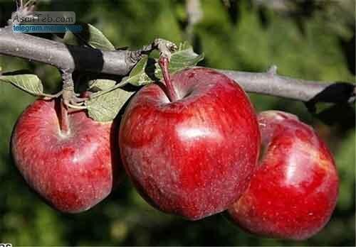 لزوم پرداخت مشوق های صادراتی به صادر کنندگان سیب درختی آذربایجان غربی