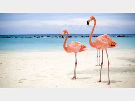 امسال دریاچه ارومیه میزبان  60 هزار فلامینگو است