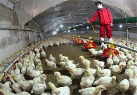 آنفلوآنزای فوق حاد پرندگان در آذربایجان غربی دیده نشده است