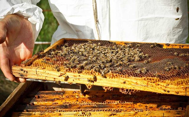 افزایش 100 درصدی تولید عسل از زنبورستان‌های بوکان طی سال جاری
