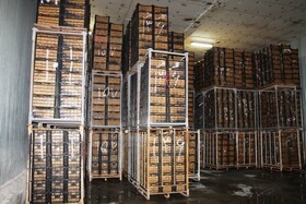 ۳۸۰‌هزار تن سیب در سردخانه های آذربایجان غربی انبار است