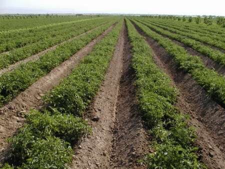 بیش از ۱۰۴ هزار هکتار از اراضی زراعی آذربایجان غربی بیمه شدند