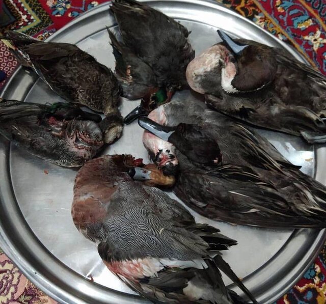 منتشر کننده تصاویر ۶ مرغابی وحشی شکار شده در مهاباد دستگیر شد