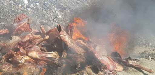 ۶۹۸ کیلوگرم گوشت قرمز و مرغ فاسد در ماکو معدوم شد
