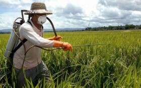 مبارزه با سن غلات در ۸۶ هزار هکتار از مزارع آذربایجان غربی