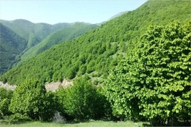 امسال حریقی در جنگلهای آذربایجان غربی گزارش نشده است
