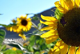 خودنمایی آفتابگردانها در ماکو