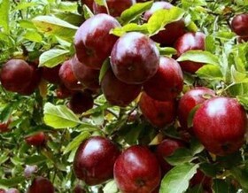 امسال خرید سیب درختی در ۵۲ مرکز آذربایجان غربی انجام می شود