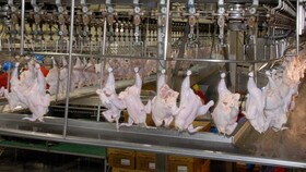 سالانه ۳۰ درصد از گوشت مرغ تولیدی آذربایجان غربی صادر می شود