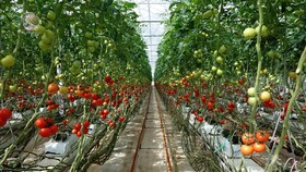 کاهش ۱۰ برابری مصرف آب با کشت گوجه فرنگی گلخانه ای