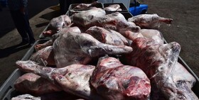 معدوم سازی ۶۳ تُن فرآورده گوشتی ناسالم در آذربایجان غربی