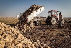 تحویل ۸۶۵ هزار تن چغندر به کارخانه های قند آذربایجان غربی