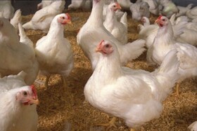 خروج مرغ زنده از آذربایجان غربی ممنوع است