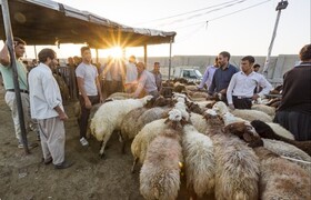 بازگشایی میدان "دواب شوط" از هفته آینده