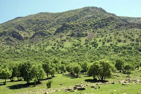 ۷۰۰۰ هکتار به مساحت جنگلهای آذربایجان غربی افزوده شد