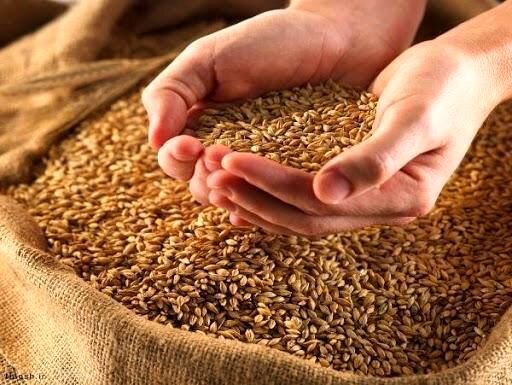 تولید سالانه بیش از ۱۲ هزار تن بذر اصلاح شده گندم در آذربایجان غربی