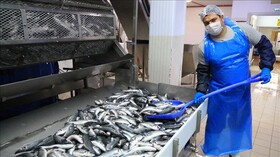 ارز آوری یک میلیون دلاری از صادرات ۳۰۰ تن انواع ماهی آذربایجان غربی