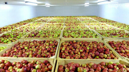 ۵۰۰ هزار تن سیب در سردخانه های آذربایجان غربی موجود است