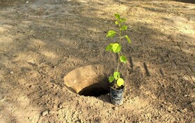 ۵۰ هزار اصله نهال در ارومیه توزیع می شود
