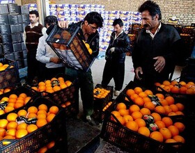 ۶۵ مرکز توزیع مستقیم میوه در آذربایجان غربی در نظر گرفته شده است